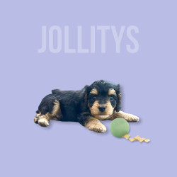 Jollitys Puppy with Beco Ball